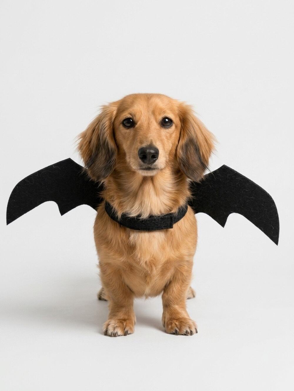 Bat Wings Pet Costume Adjustable –
New in Package Halloween